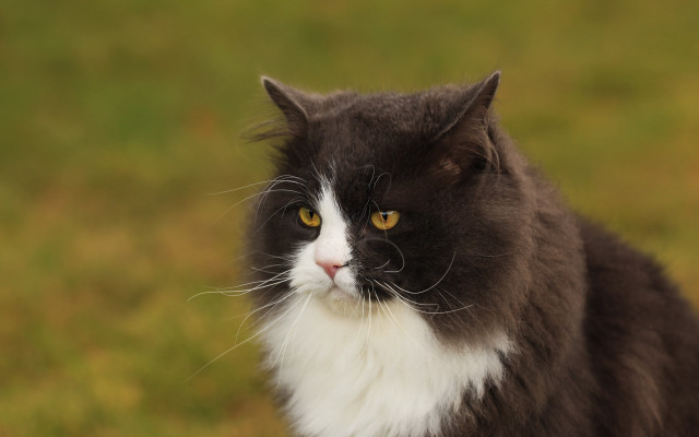 Black cat yellow eyes moss free wallpaper - medium preview image