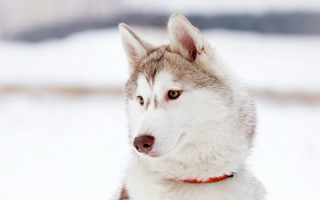 Husky red collar snow photorealistic free wallpaper - medium preview image