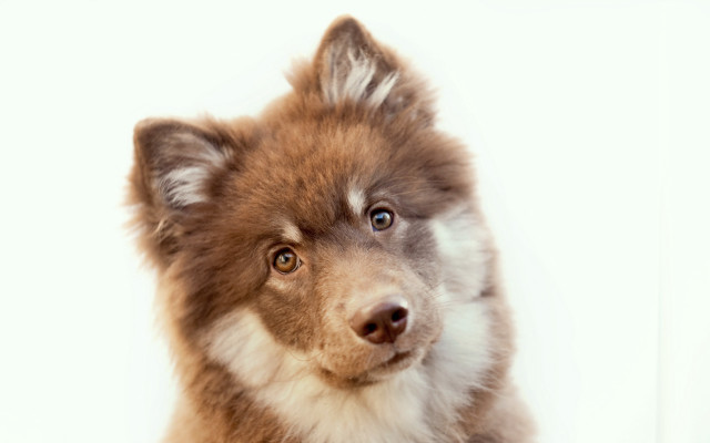 Brown white shiba inu dog free wallpaper - medium preview image