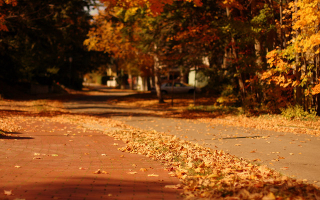 Red hydrant autumn leaves sunset free wallpaper - medium preview image