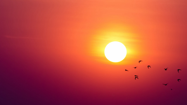 Birds sunset moon sky orange free wallpaper - medium preview image