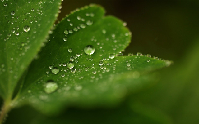 Green leaf water droplets macro #40 free wallpaper - medium preview image