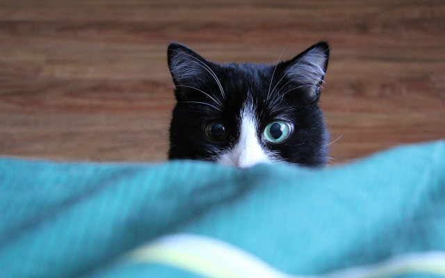 Black cat green eyes blurry #5 free wallpaper - medium preview image