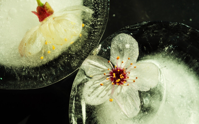 Flower bowl water ice bubbles free wallpaper - medium preview image