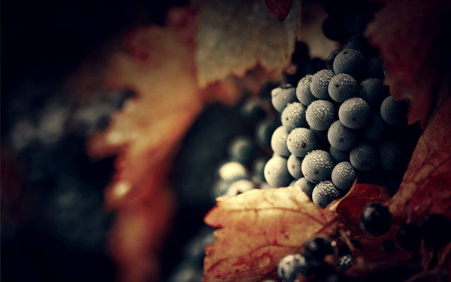 Grapes vine leaves redleaf stilllife free wallpaper - medium preview image