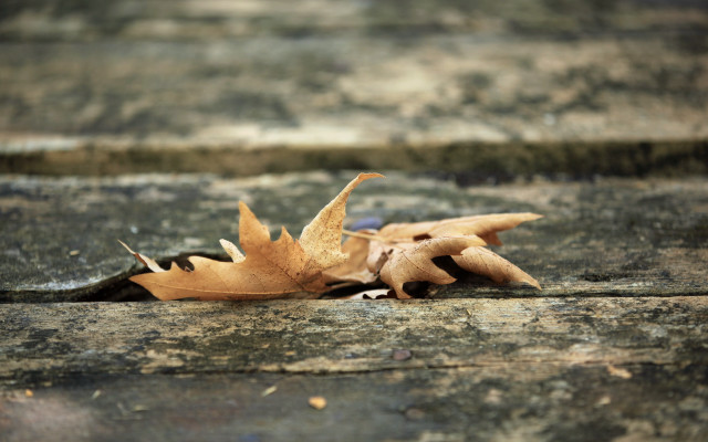 Leaf ground brown substance shallow free wallpaper - medium preview image