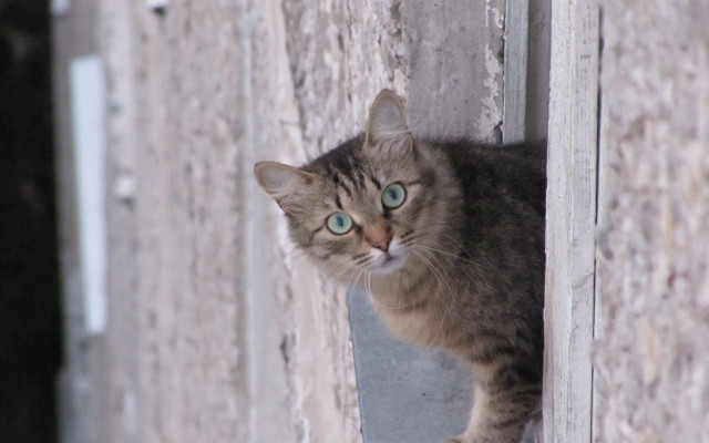 Cat blue eyes window brick #2 free wallpaper - medium preview image