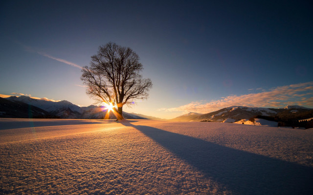 Lone tree snowy field sunset #5 free wallpaper - medium preview image