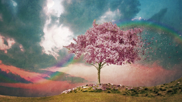Tree rainbow sky reflection magical free wallpaper - medium preview image