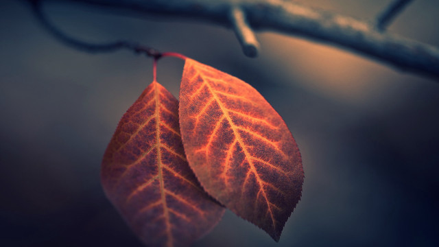 Two leaves branch autumn macro free wallpaper - medium preview image