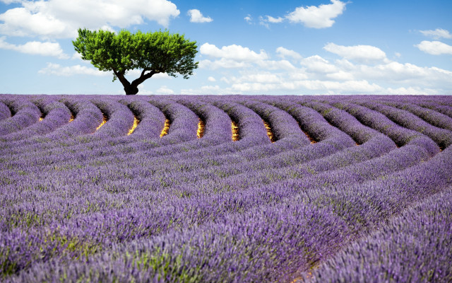 Lone tree lavender field blue #2 free wallpaper - medium preview image