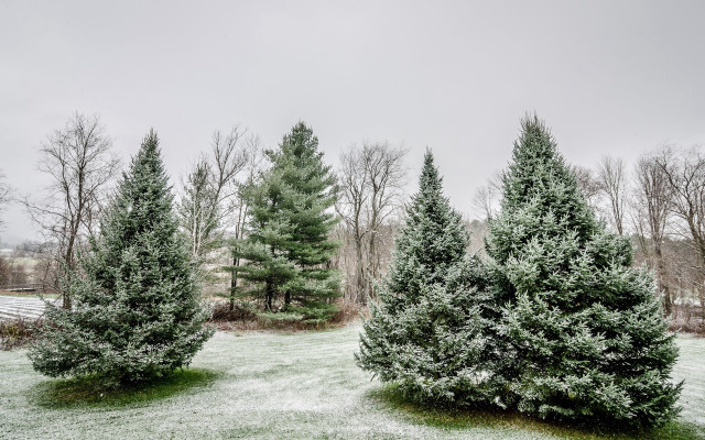 Snowy forest fence bench bare free wallpaper - medium preview image