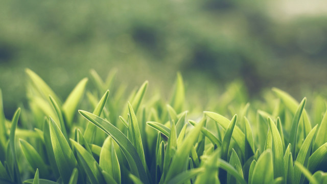 Green grass field trees blurry free wallpaper - medium preview image