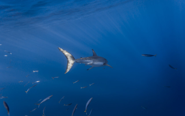 Ocean fish shark hologram bird free wallpaper - medium preview image