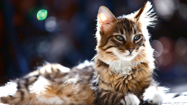 Cat blurry background blue eyes free wallpaper - medium preview image