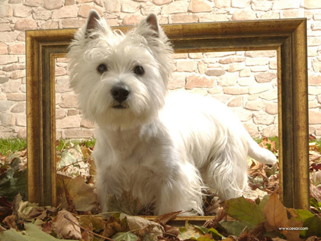 White dog leaves picture frame free wallpaper - medium preview image