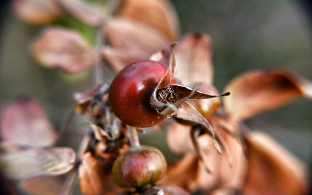 Tree berries closeup blurry background free wallpaper - medium preview image