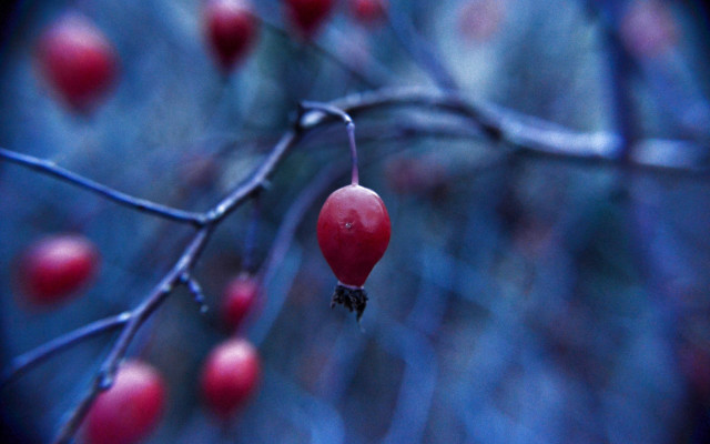 Tree berries bokeh macro food free wallpaper - medium preview image