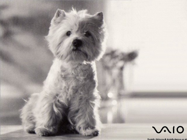 Small white dog wooden floor #7 free wallpaper - medium preview image