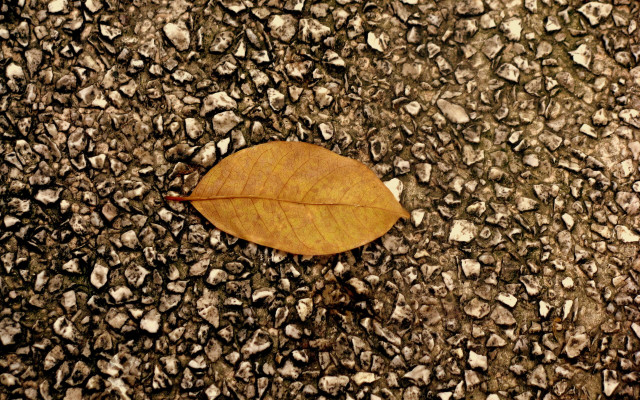 Leaf rocks brown border photorealism free wallpaper - medium preview image