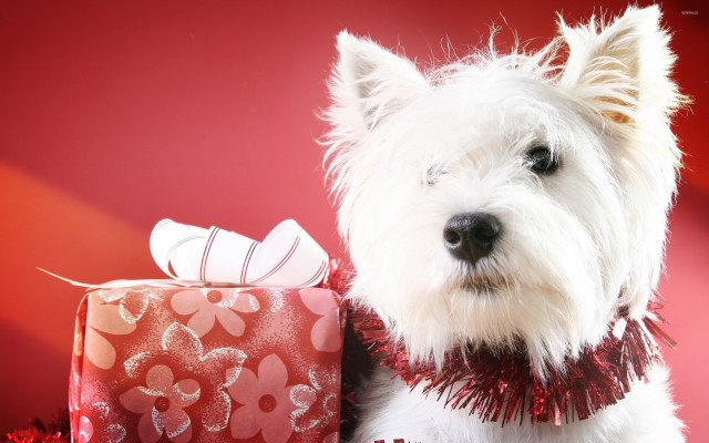 White dog present box japanese free wallpaper - medium preview image