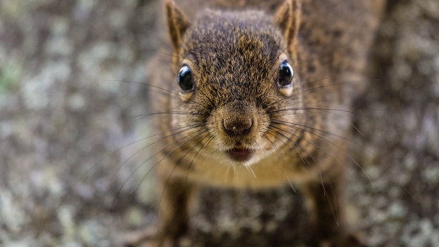 Surprised squirrel blue eyes bokeh free wallpaper - medium preview image