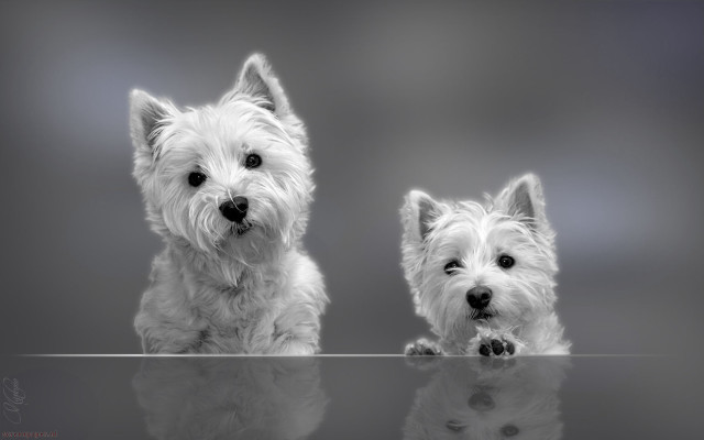 Small white dogs table reflection free wallpaper - medium preview image