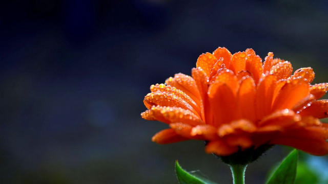 Flower water droplets macro orange #2 free wallpaper - medium preview image