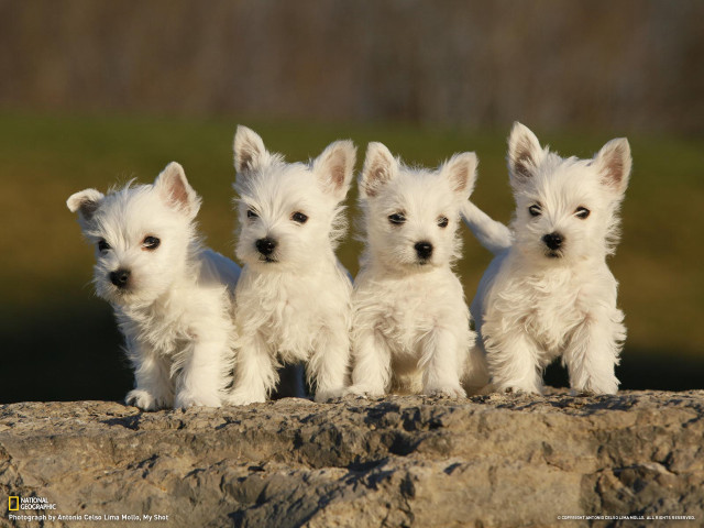 Three small white dogs sitting free wallpaper - medium preview image