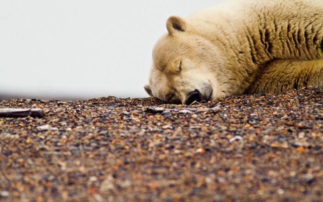 Polar bear sleeping autumn leaves free wallpaper - medium preview image