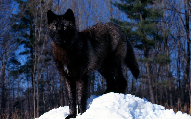 Black wolf snow woods trees free wallpaper - medium preview image