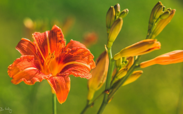 Flower macro blurry background green free wallpaper - medium preview image