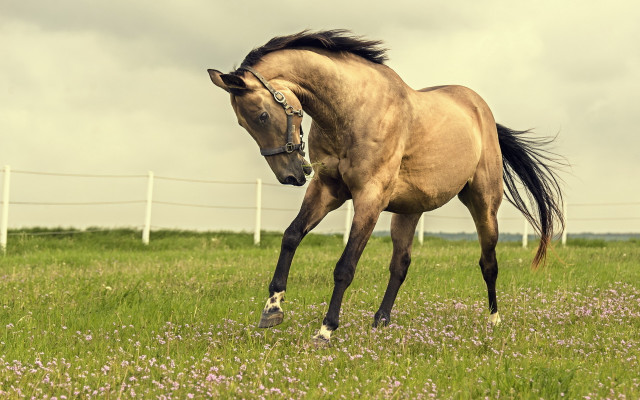 Horse field flower fence clouds free wallpaper - medium preview image