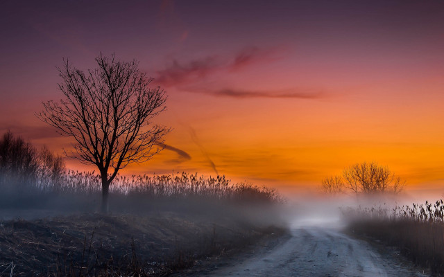 Dirt road tree foggy sunset free wallpaper - medium preview image