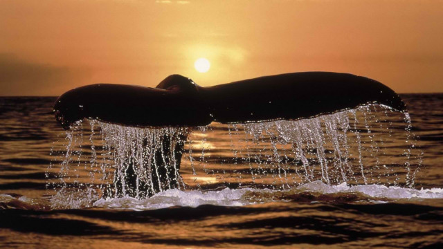 Whale tail sunset ocean silhouette #2 free wallpaper - medium preview image