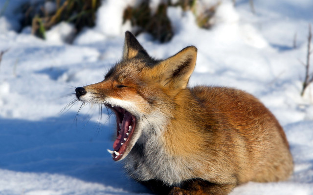 Fox yawning snow furry photorealistic free wallpaper - medium preview image
