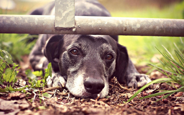 Dog fence grass dirt elkevogelsang free wallpaper - medium preview image