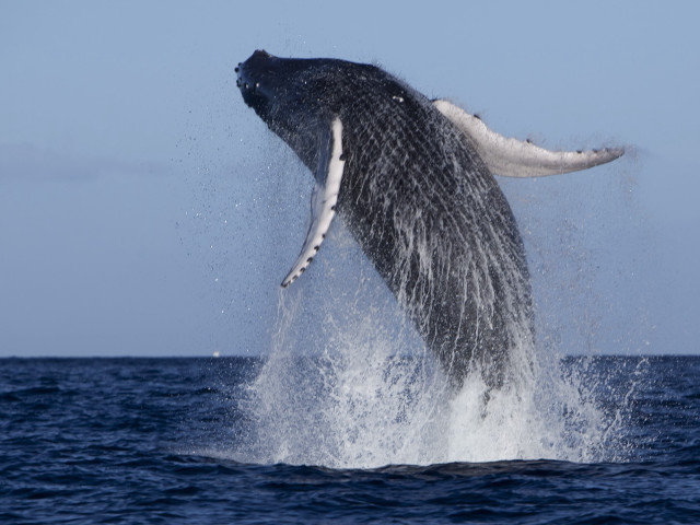 Whale jumping water mouth open free wallpaper - medium preview image
