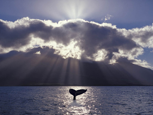 Whale tail splash cloudy sky free wallpaper - medium preview image