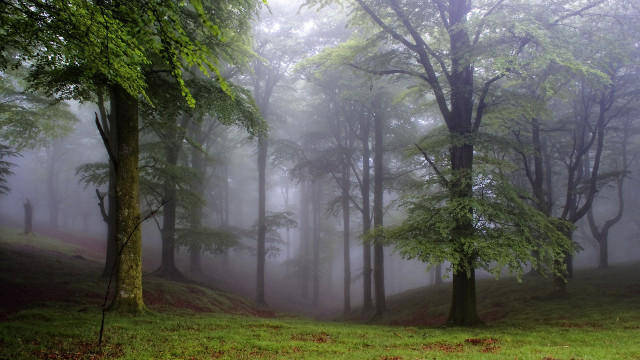 Foggy forest bench branch light free wallpaper - medium preview image