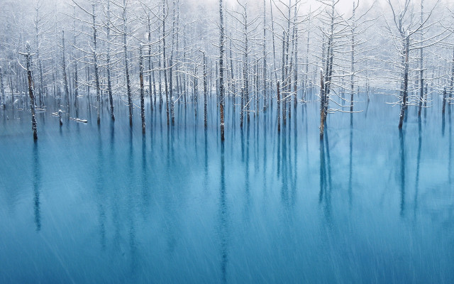 Blue lake snowy trees birds #3 free wallpaper - medium preview image