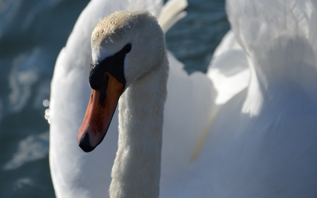 Swan water side profile blurry free wallpaper - medium preview image