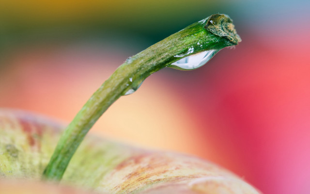 Green apple water drop macro free wallpaper - medium preview image