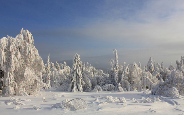 Snowy landscape trees skiing ecological free wallpaper - medium preview image