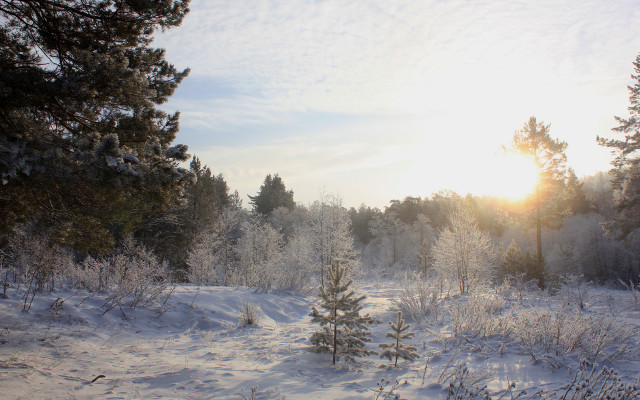 Snowy field trees sun clouds free wallpaper - medium preview image