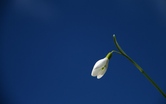 White flower blue sky green free wallpaper - medium preview image