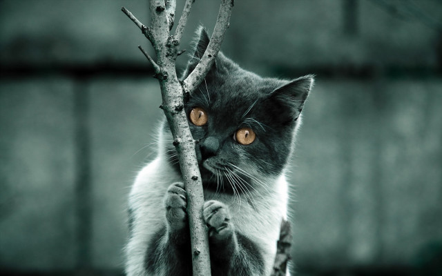 Cat branch serious colorized blurry free wallpaper - medium preview image
