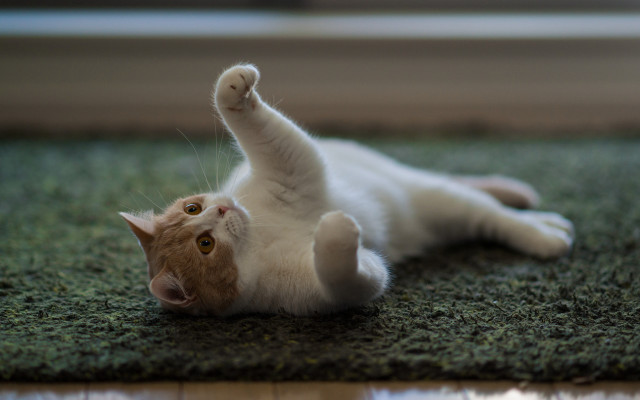 Cat rolling dynamic arabesque 3d free wallpaper - medium preview image