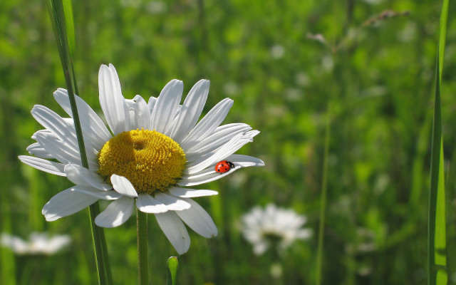 Ladybug whiteflower field bokeh macro free wallpaper - medium preview image