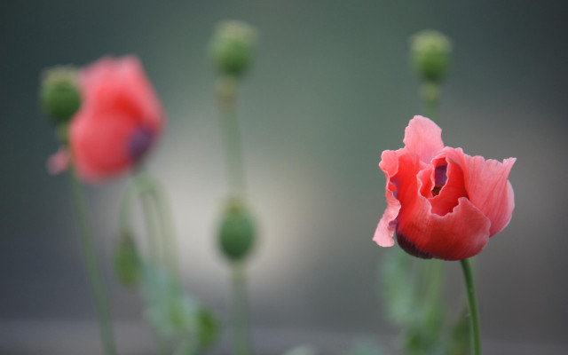 Pink flower bokeh buds macro free wallpaper - medium preview image